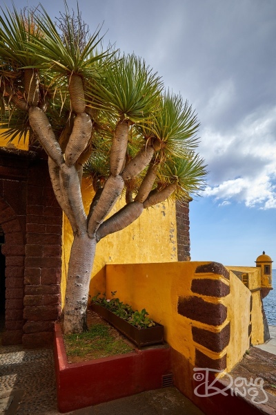 Tree in Sao Tiago Fort, the primary defence for the port city of Funchal, Madeira.    Size 4020 x 6029, 25MB
