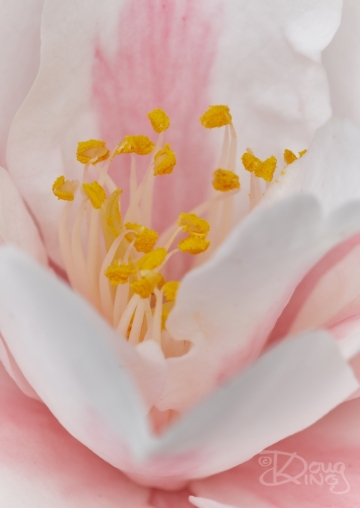 Camelia Close Up 1