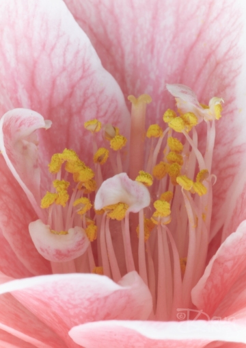 Camelia Close Up 2