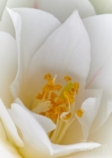 Camelia Close Up 3