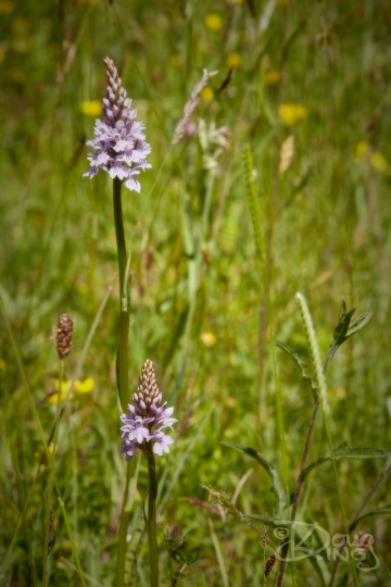 Orchid