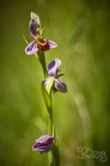 Bee Orchid