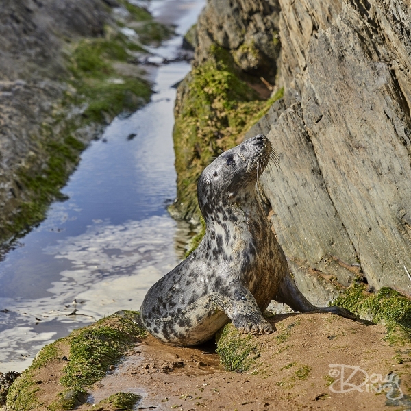 Close Encounter with a Grey Seal Pup