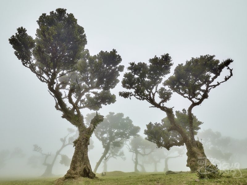 Fanal Forest Madeira